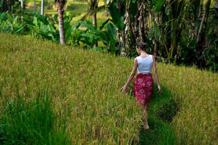 Rice-Field-Trek.jpg