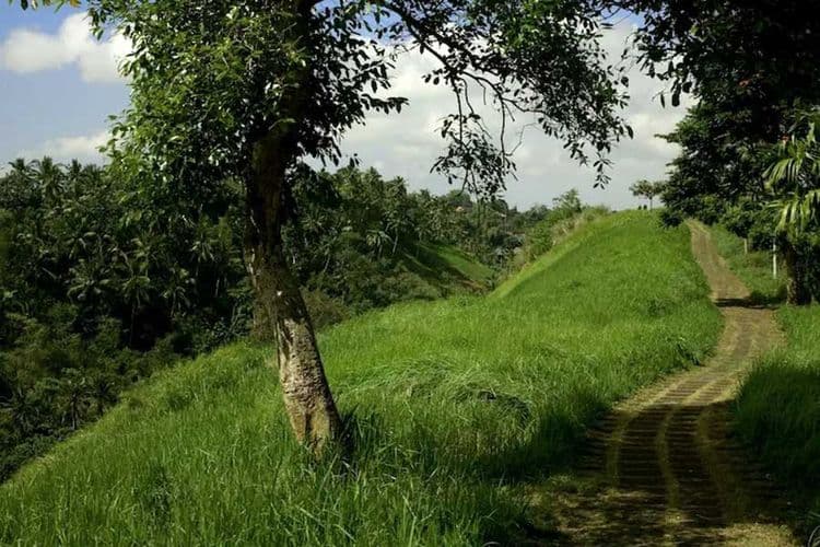 Treeking-ubud.jpg